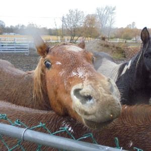 Meet your Posher, Linda